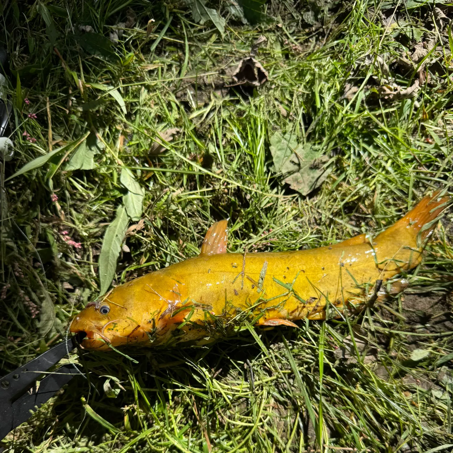 Yellow bullhead caught on Fishbrain