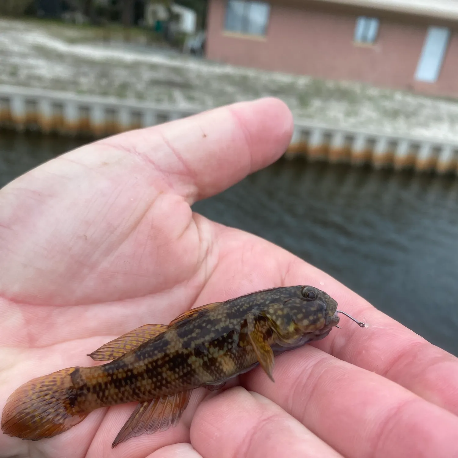 The most recent Frillfin goby catches on Fishbrain