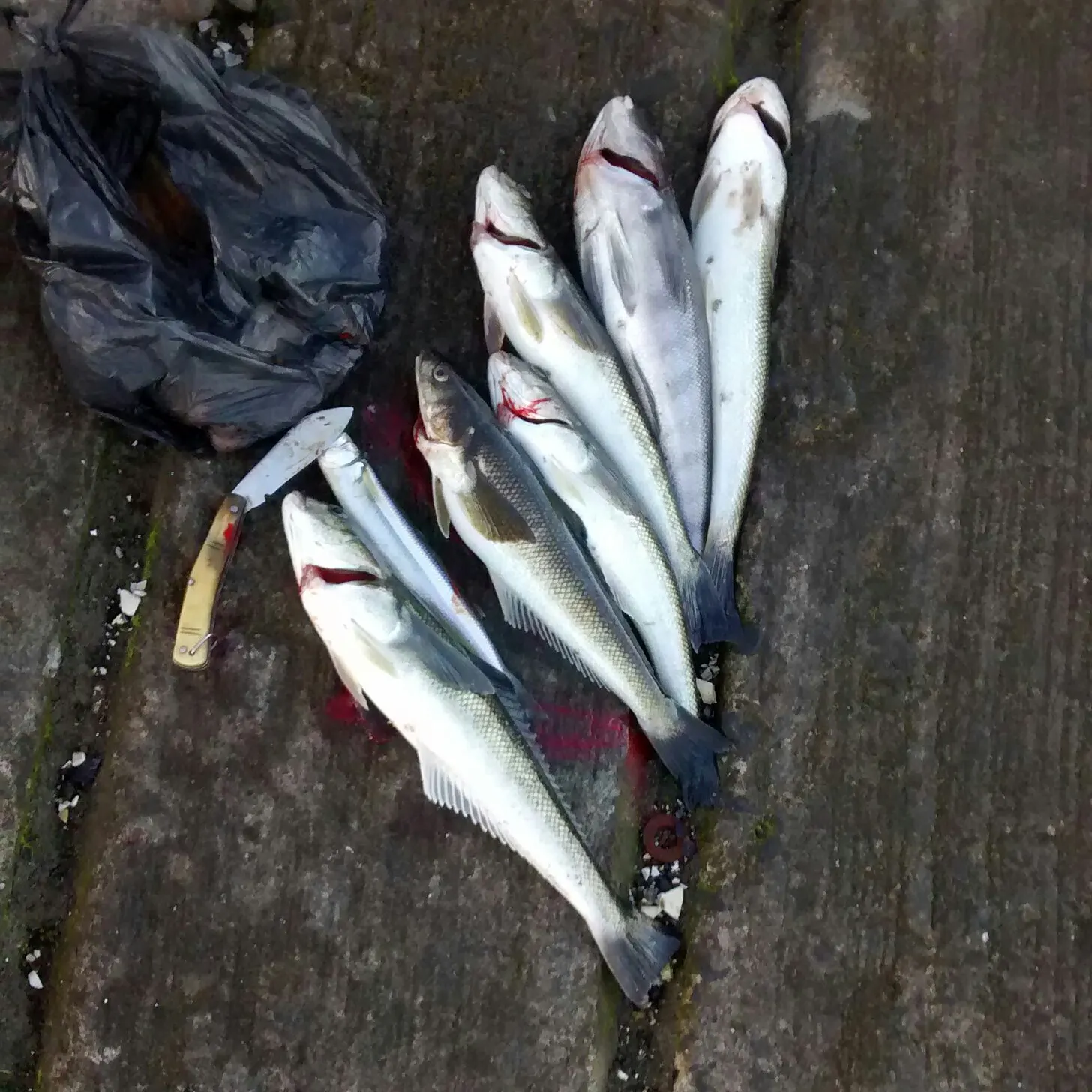 recently logged catches