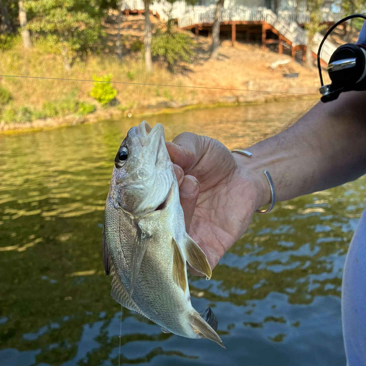 Freshwater drum caught on Fishbrain