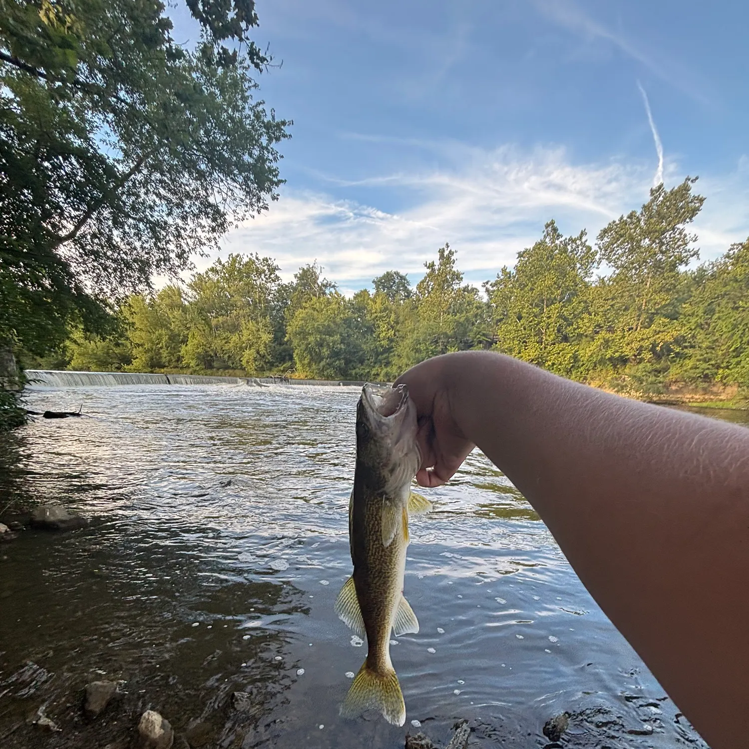 Walleye caught on Fishbrain