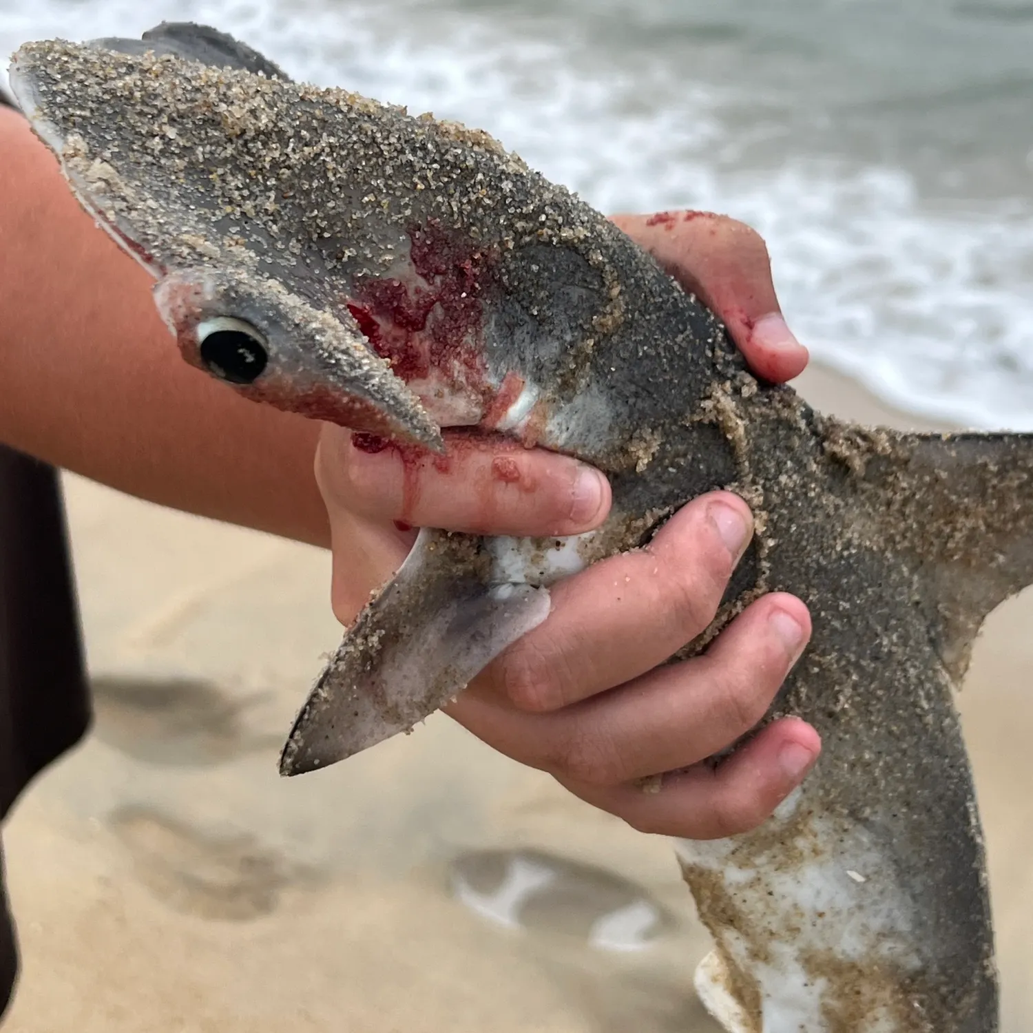Great hammerhead shark caught on Fishbrain