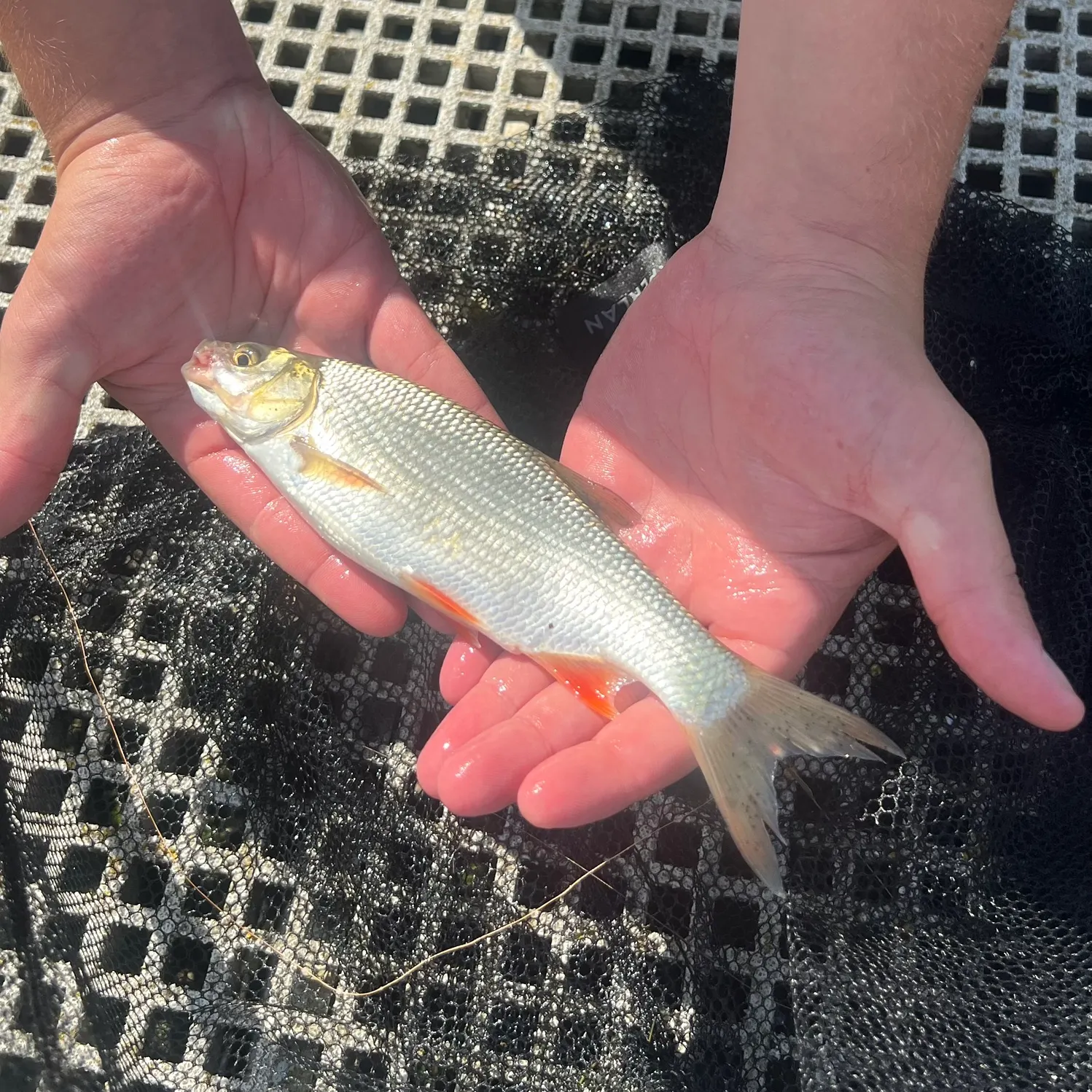European chub caught on Fishbrain