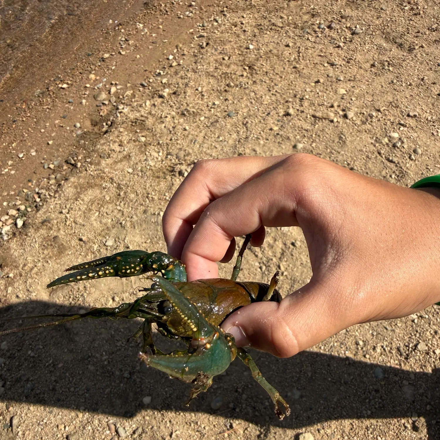 Signal crayfish caught on Fishbrain