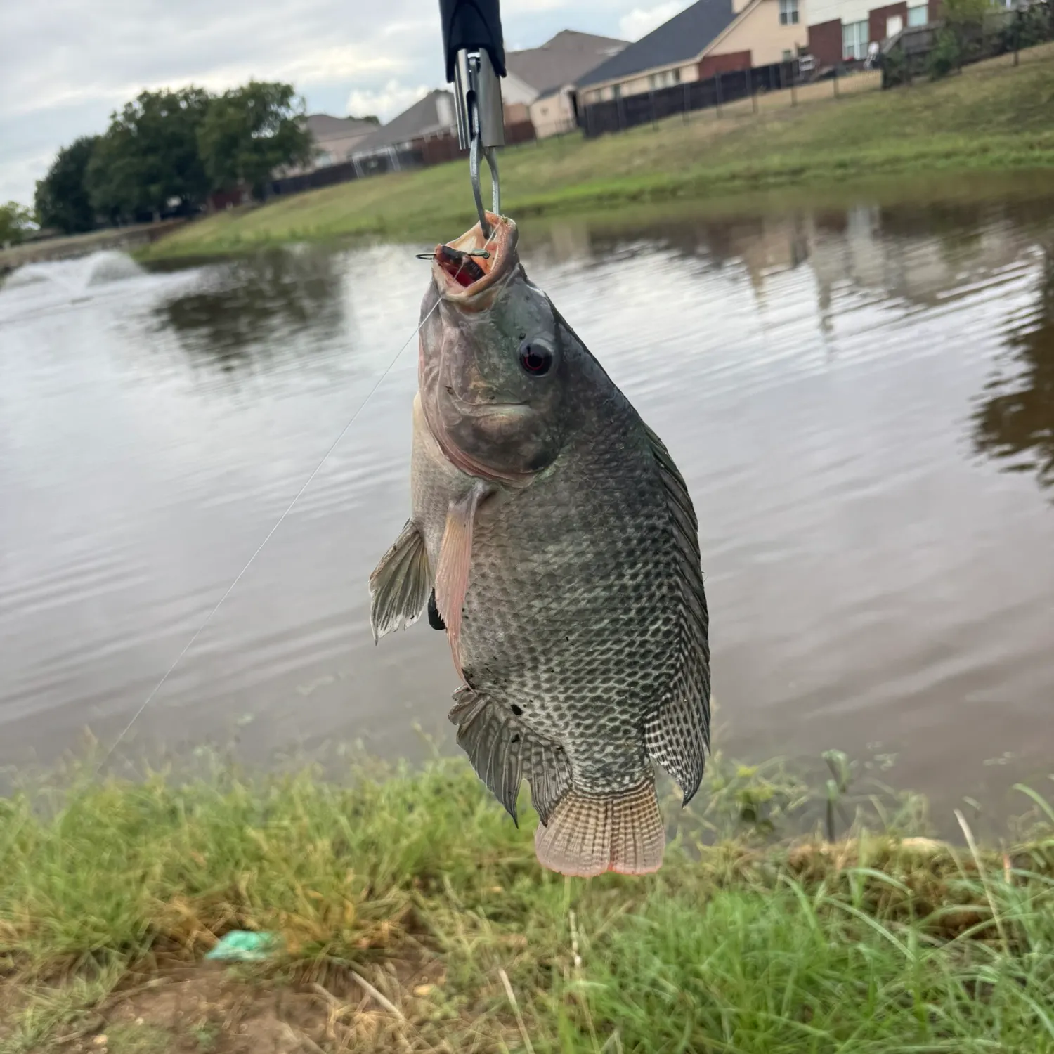 Blue tilapia caught on Fishbrain