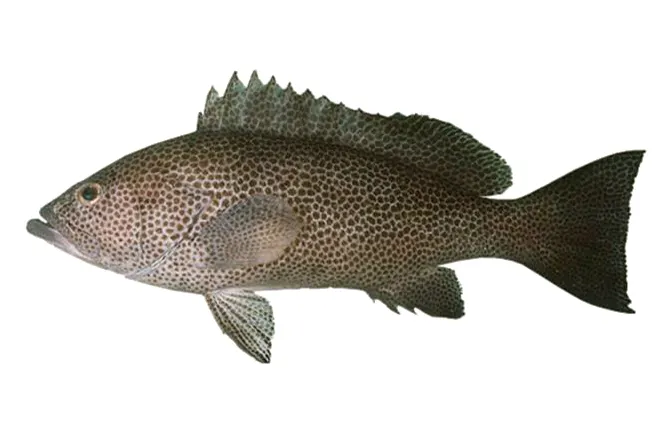 Brownspotted grouper