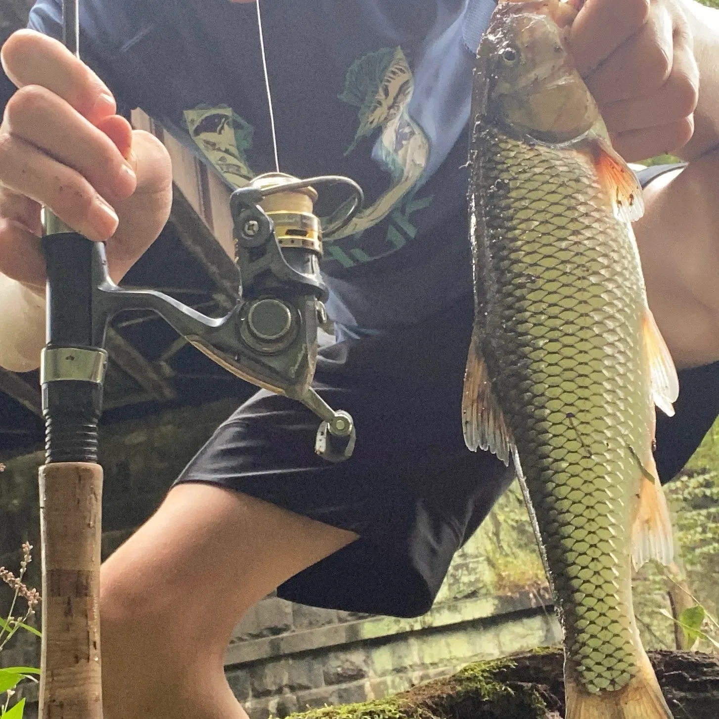 Fallfish caught on Fishbrain
