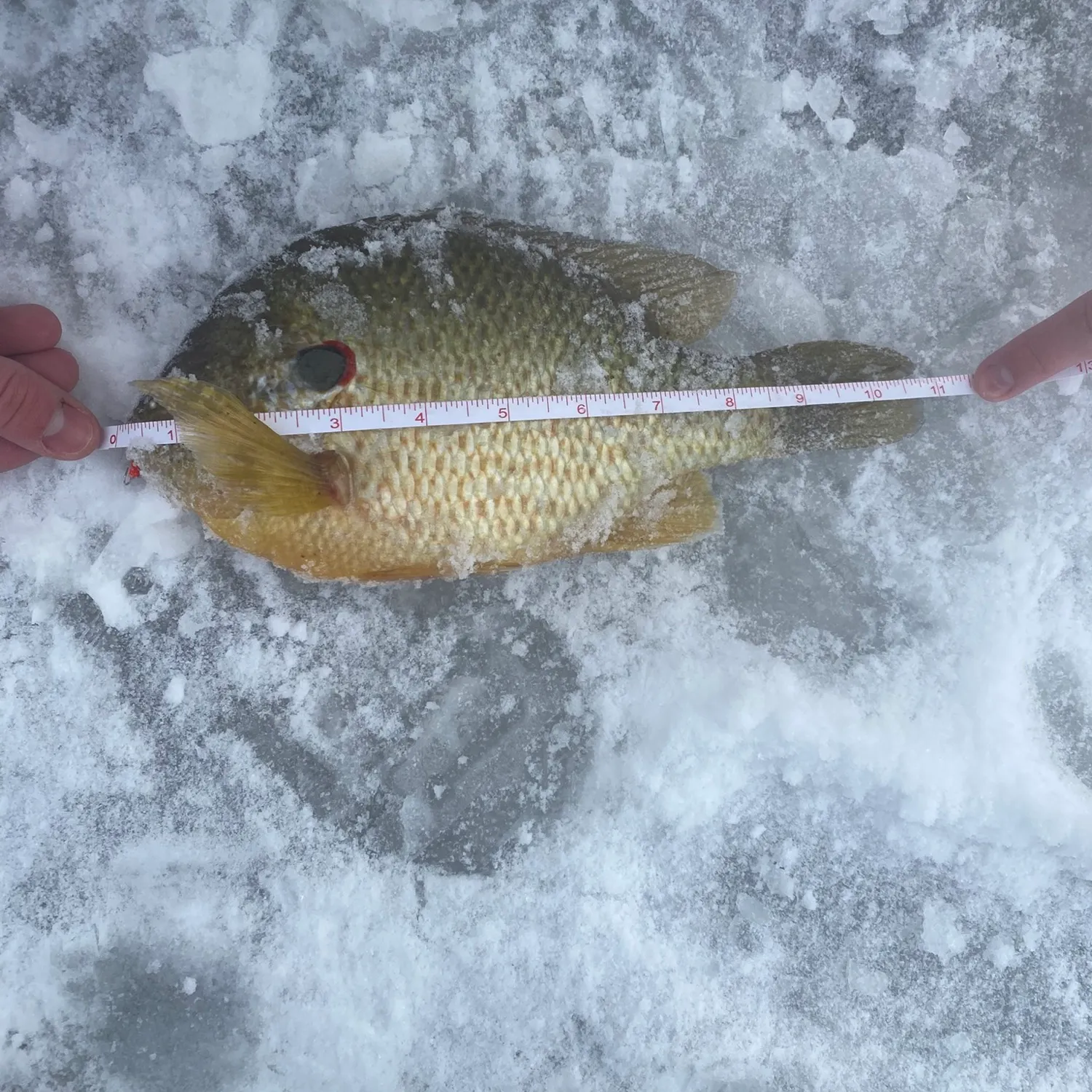 The most recent Pumpkinseed catches on Fishbrain