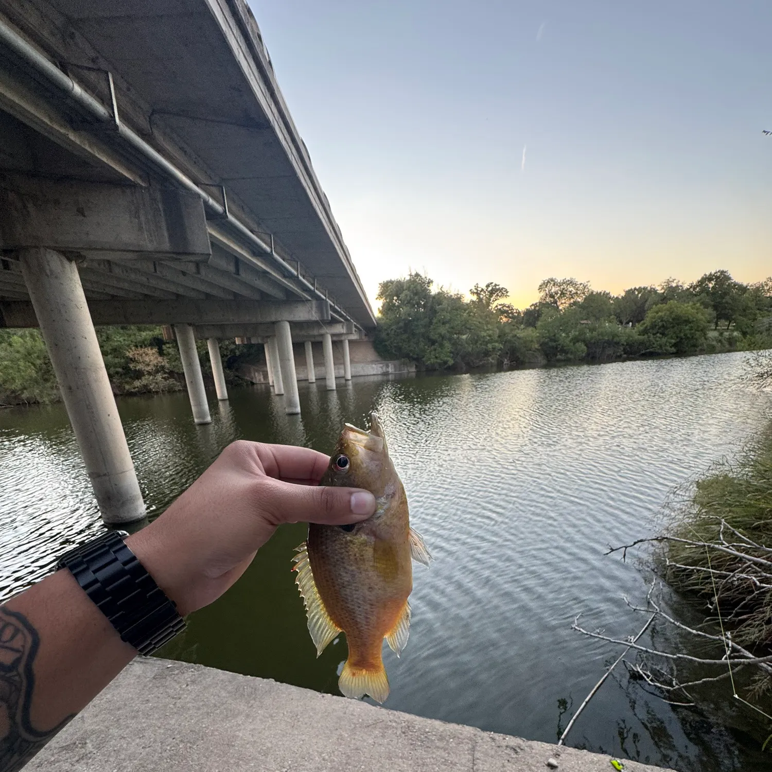 Fish caught on Fishbrain