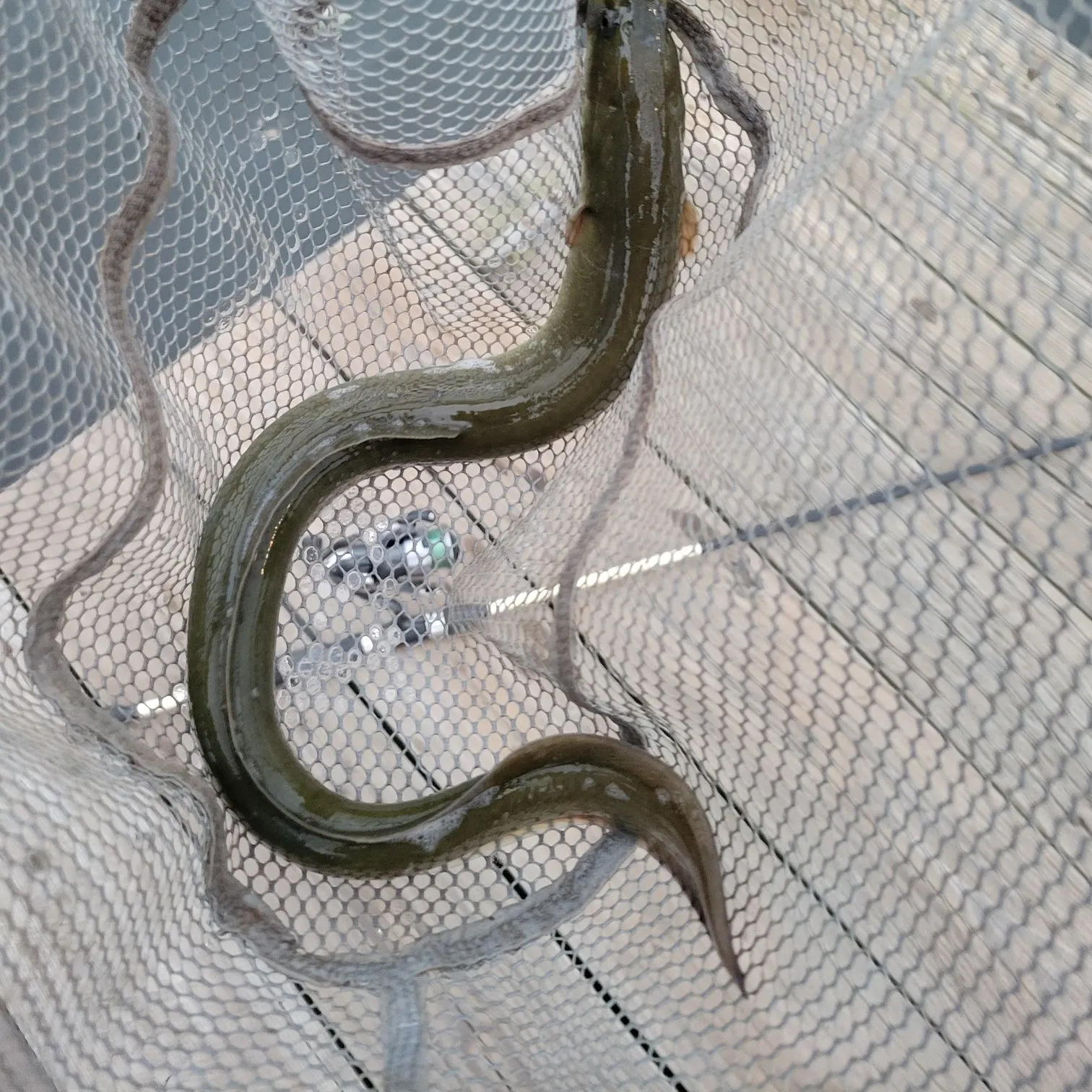 American eel caught on Fishbrain