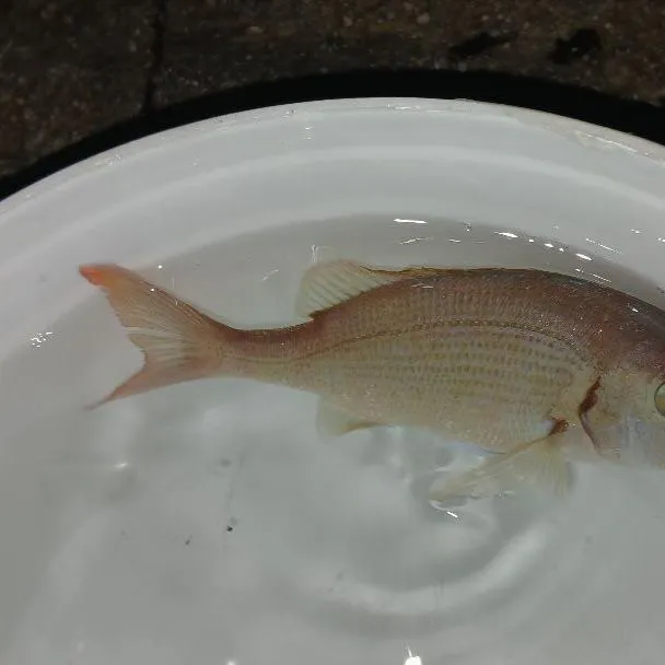 The most recent Red seabream catches on Fishbrain
