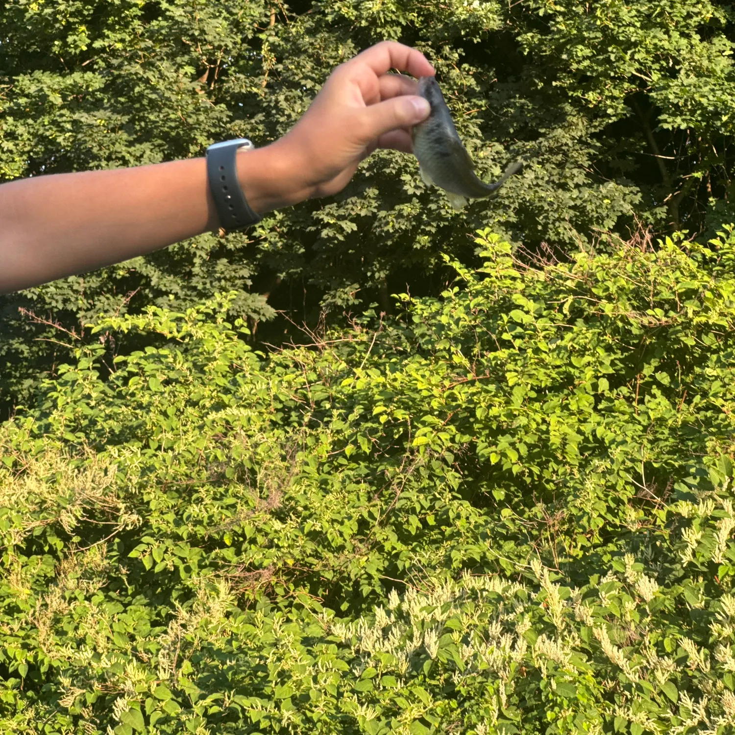 The most recent Common shiner catches on Fishbrain