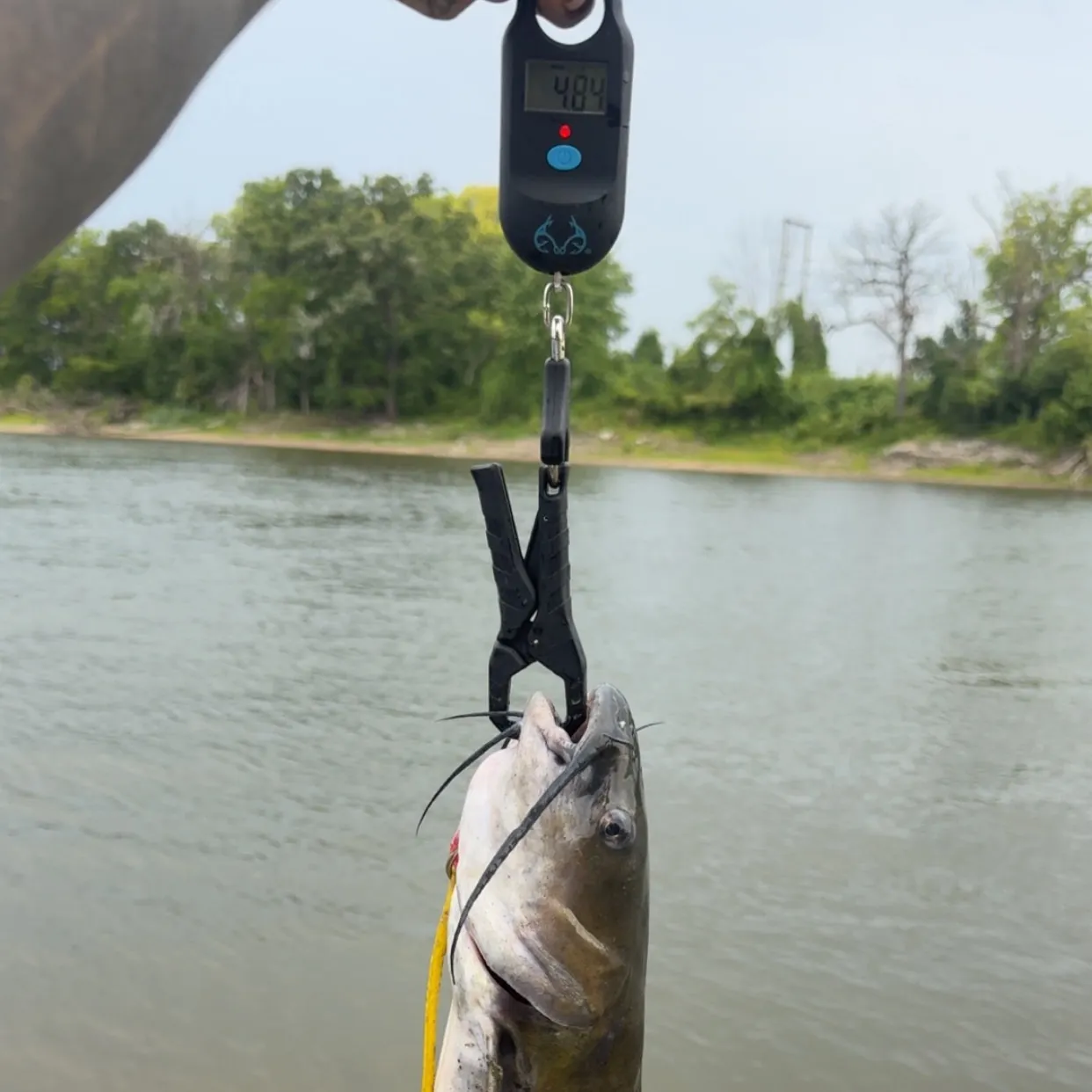 Channel catfish caught on Fishbrain
