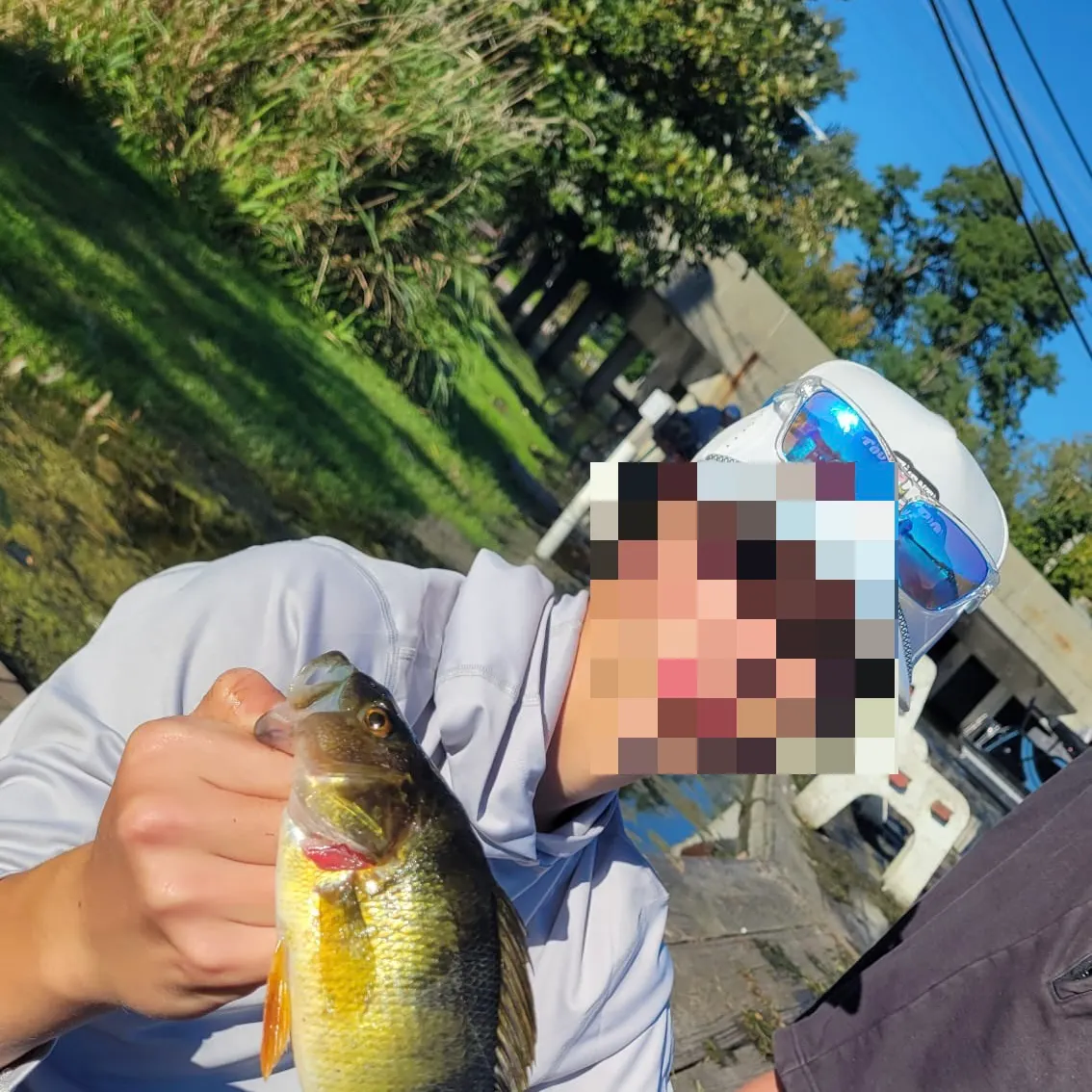 Yellow perch caught on Fishbrain