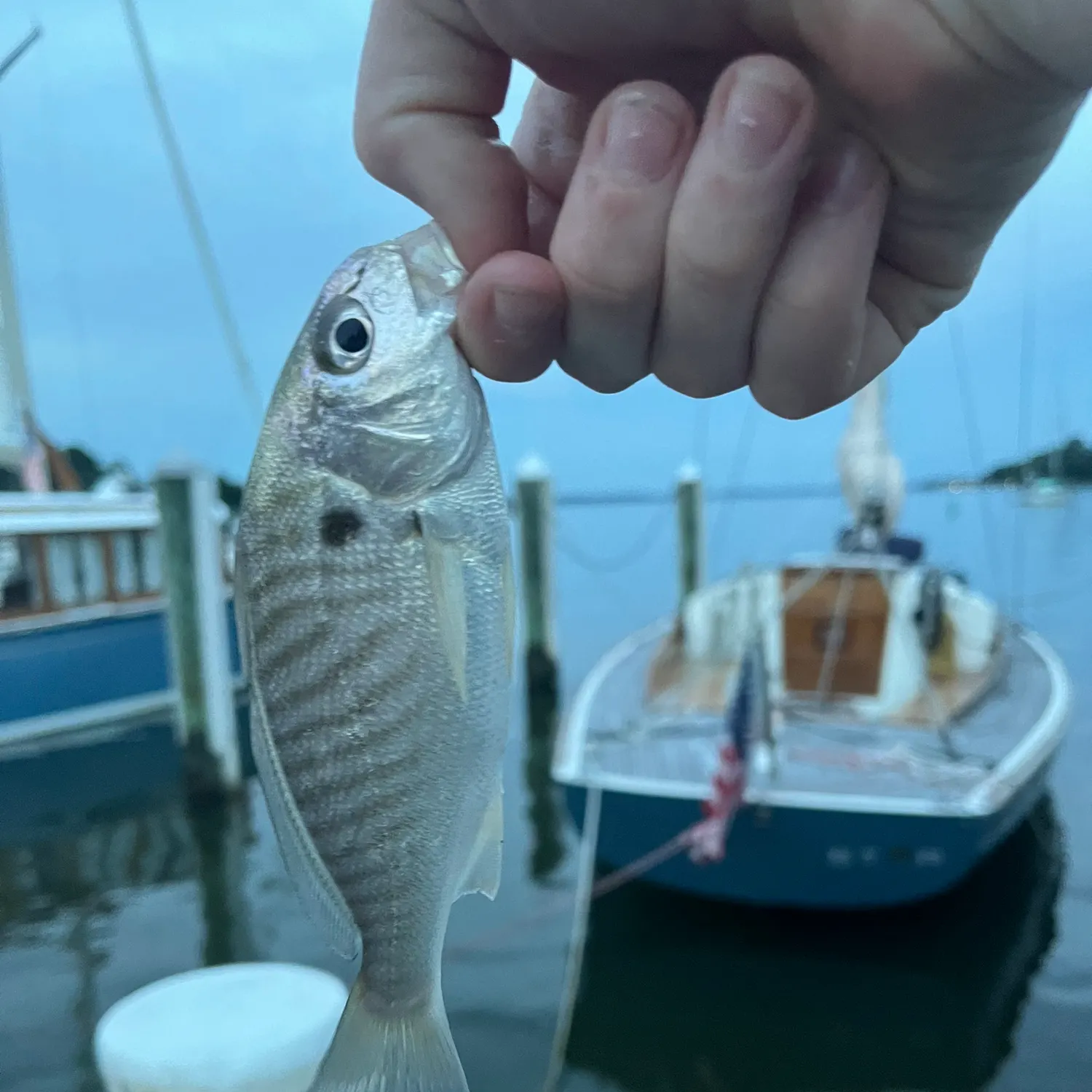 Spot croaker caught on Fishbrain