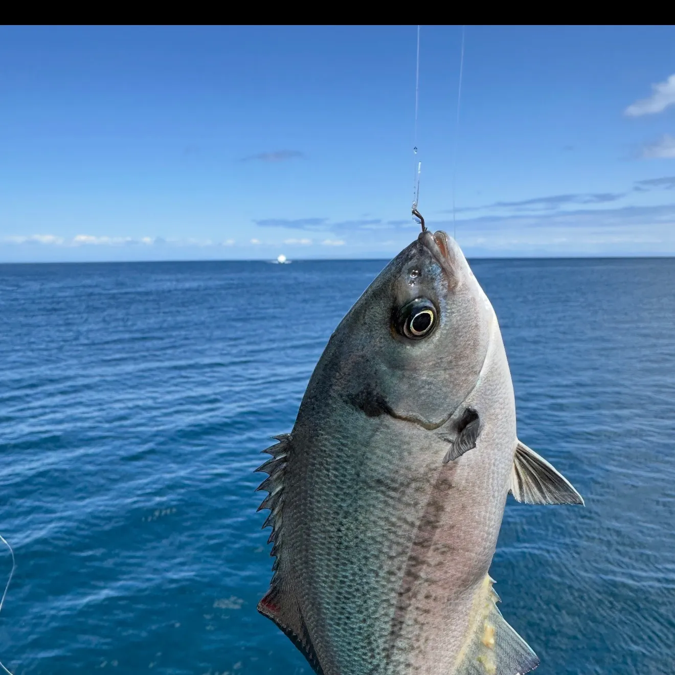 The most recent Halfmoon catches on Fishbrain