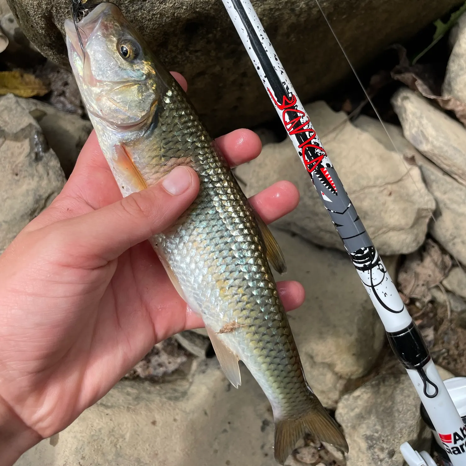 Fallfish caught on Fishbrain