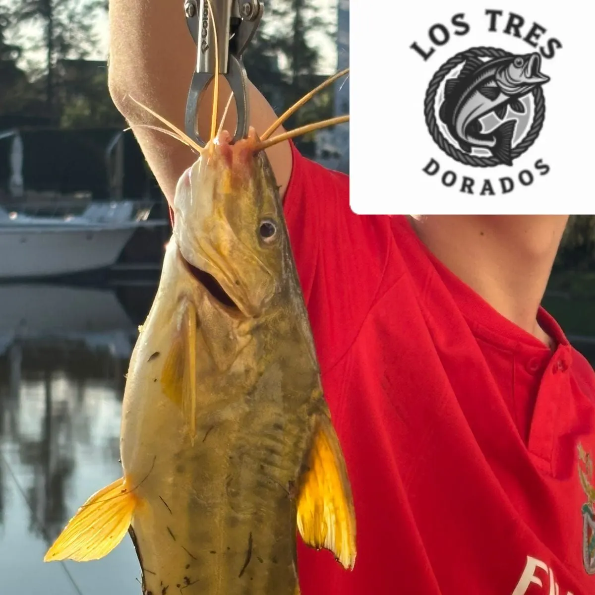 The most recent Spotted pimelodus catches on Fishbrain