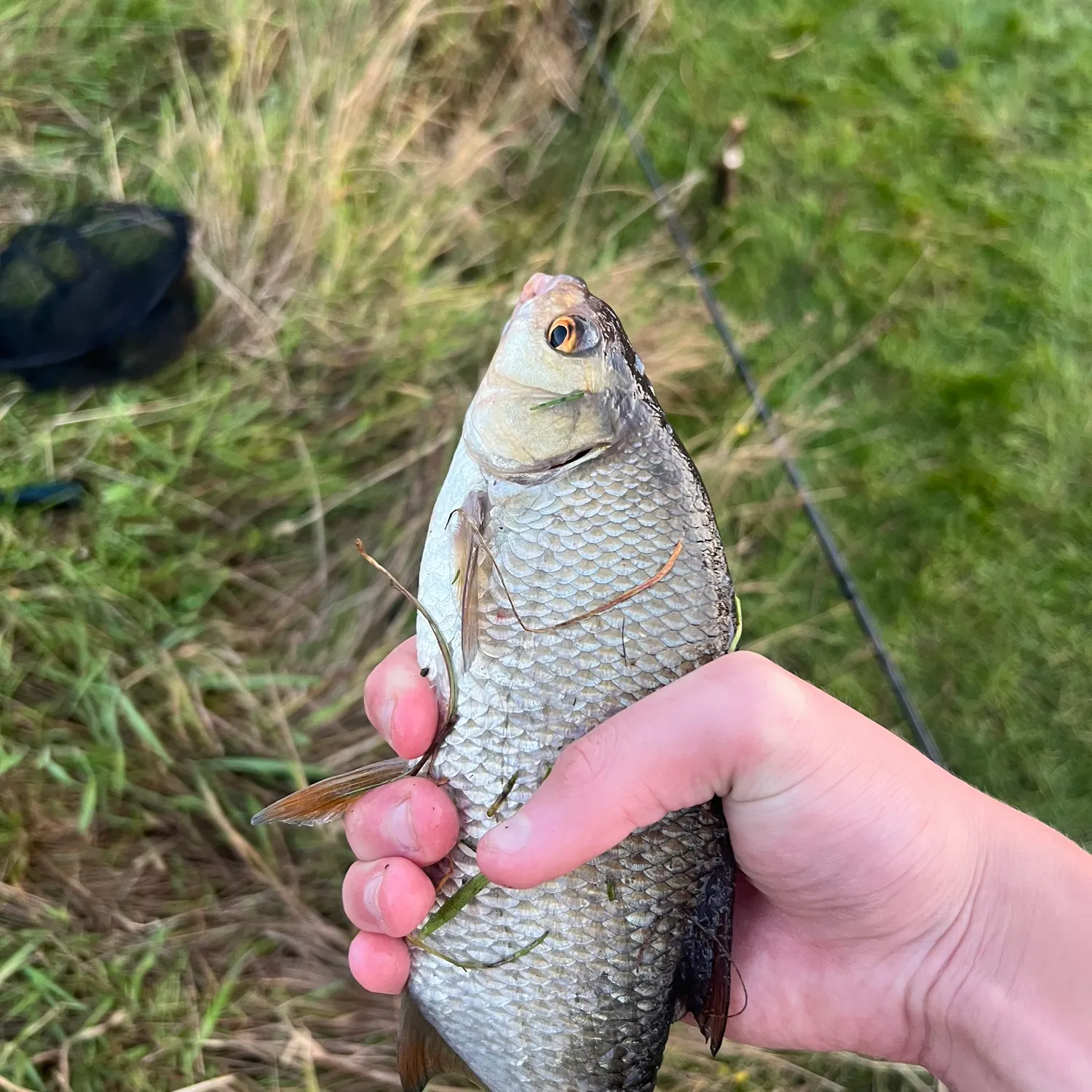 Common roach caught on Fishbrain