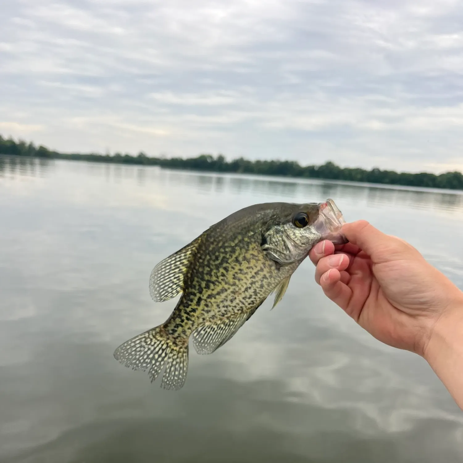 Black crappie caught on Fishbrain
