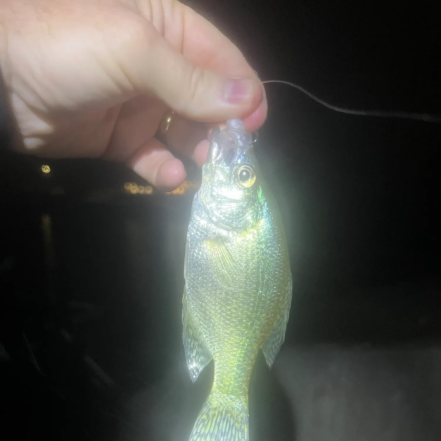 White crappie caught on Fishbrain