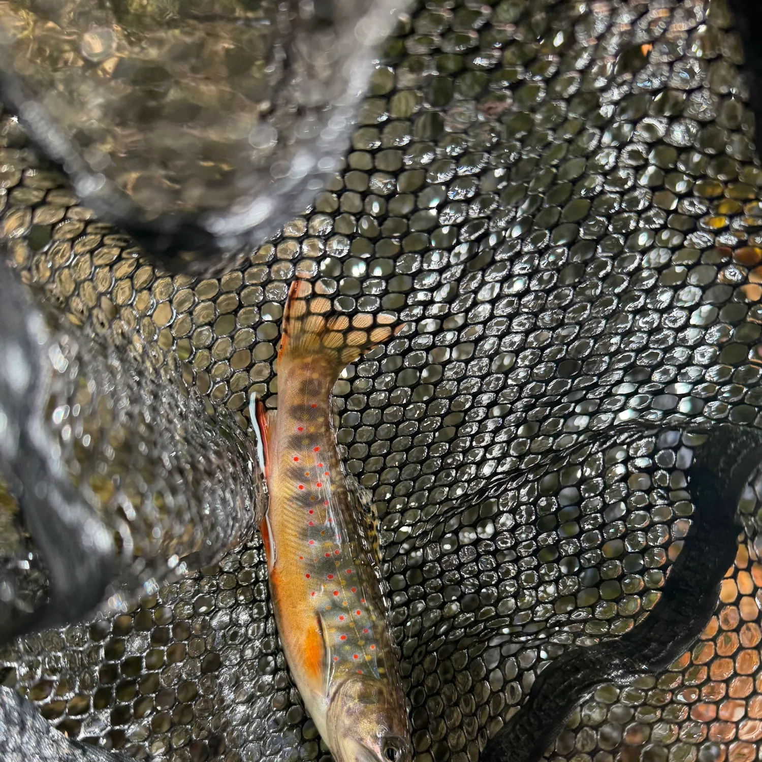 Brook trout caught on Fishbrain
