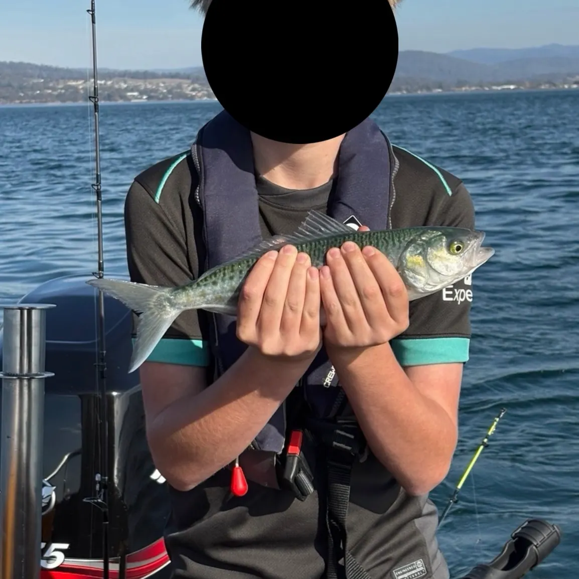 The most recent Greenback horse mackerel catches on Fishbrain