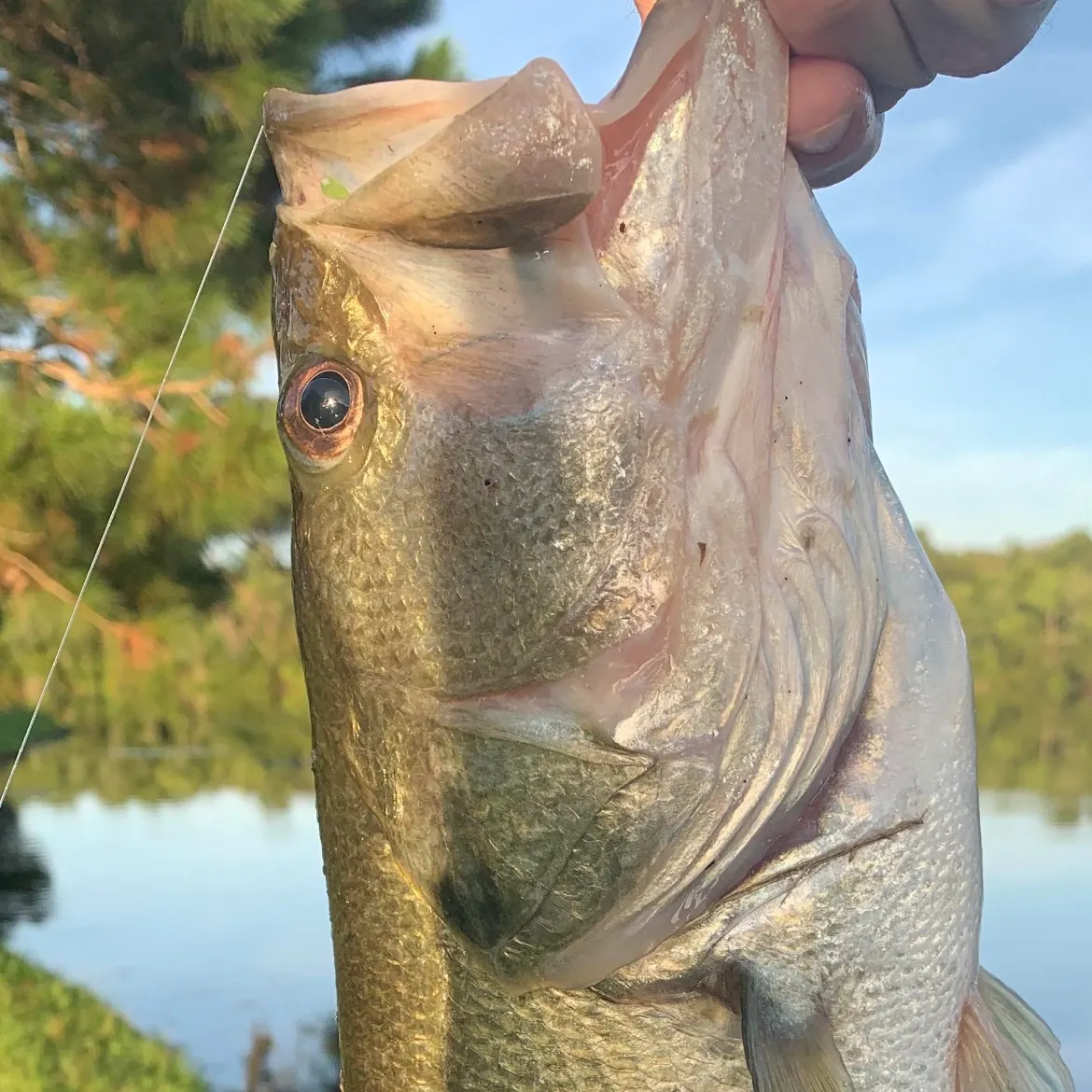Largemouth bass caught on Fishbrain