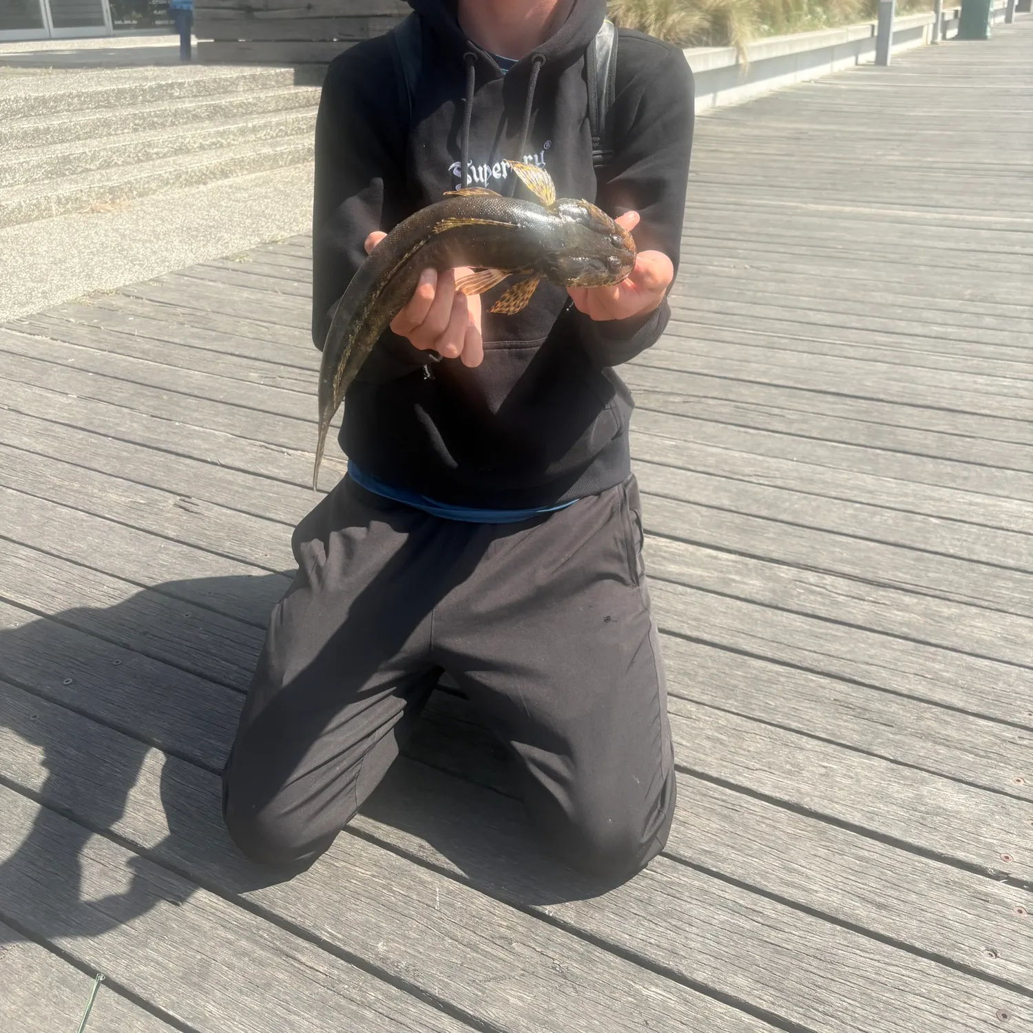 The most recent Rock flathead catches on Fishbrain