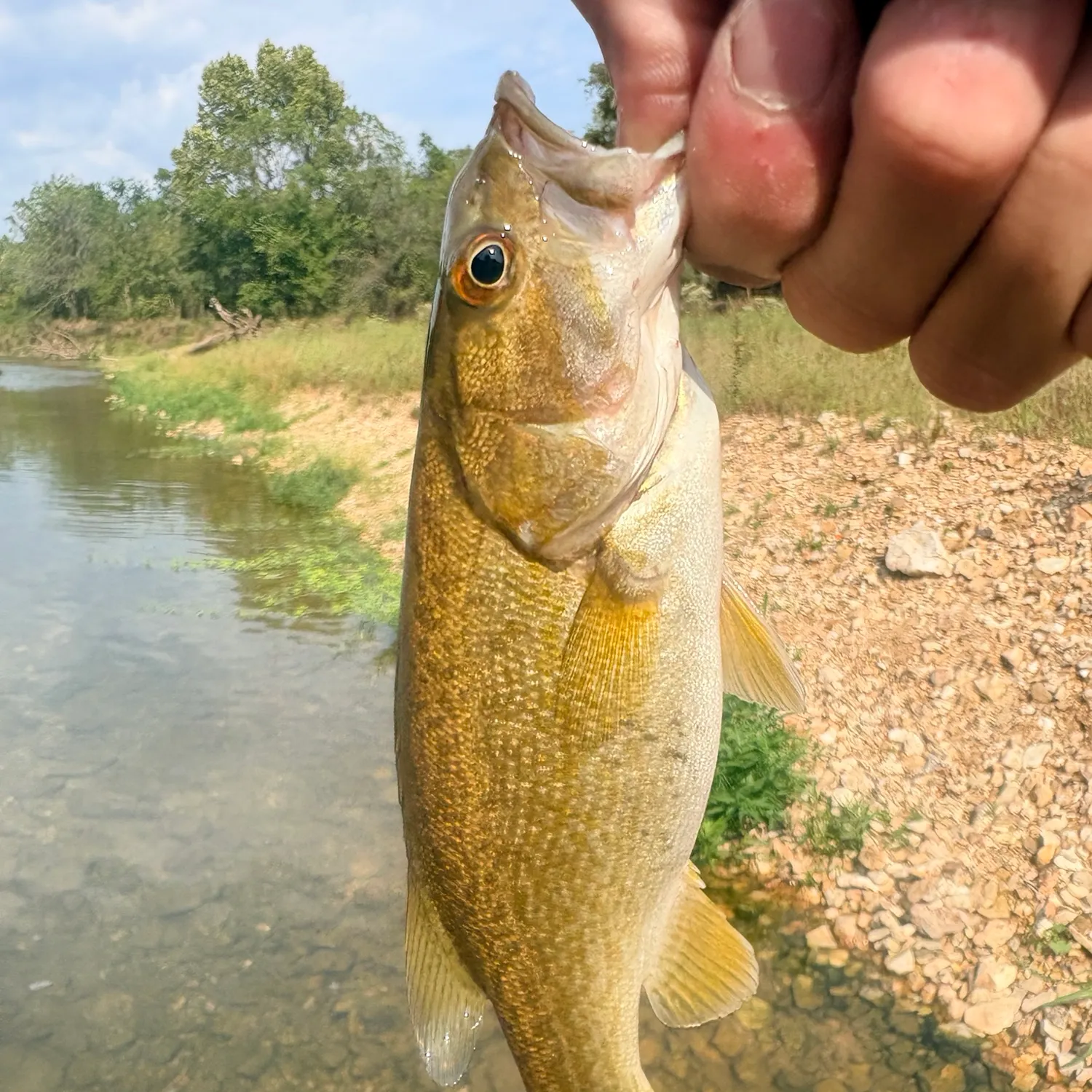 Smallmouth bass caught on Fishbrain