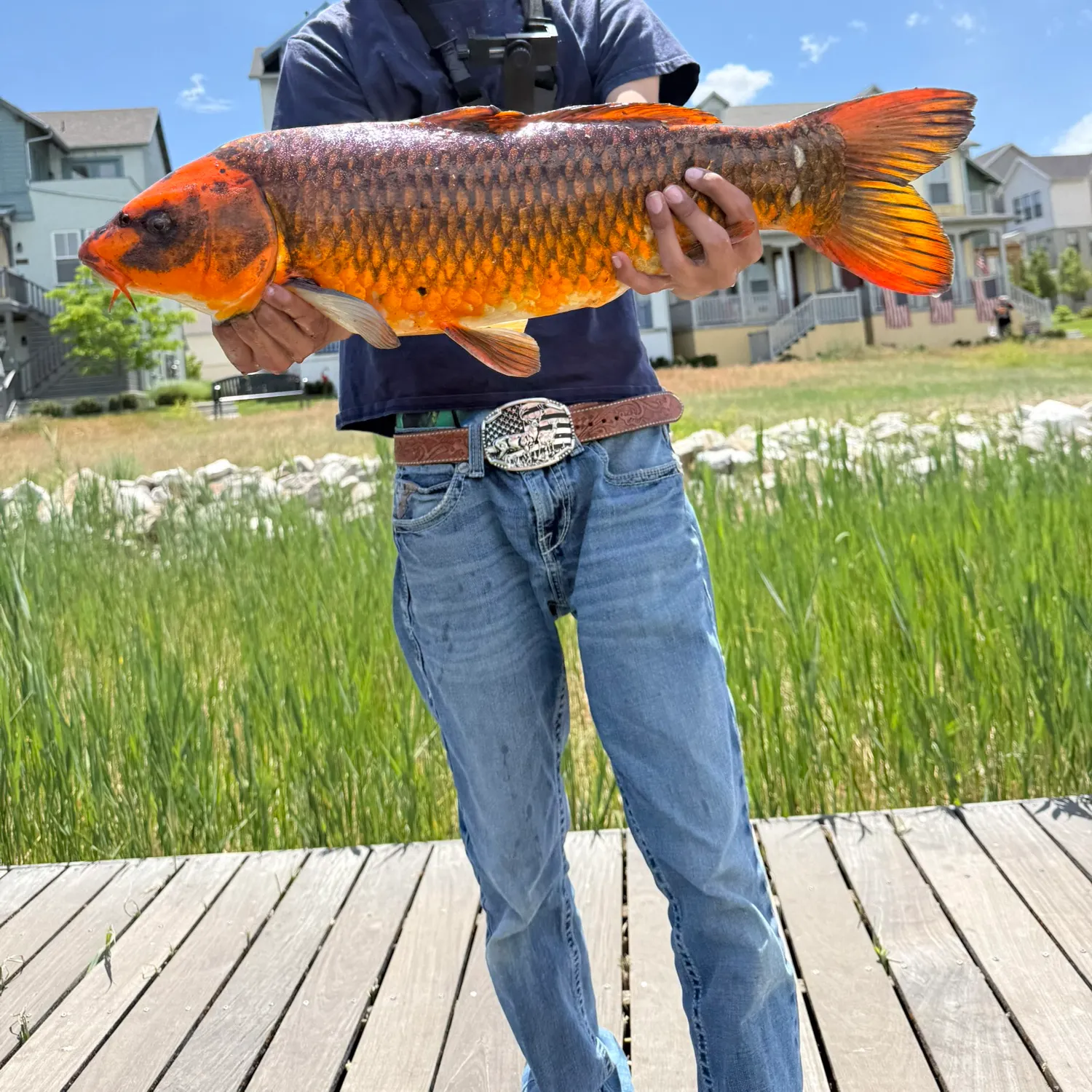 The most recent Koi carp catches on Fishbrain