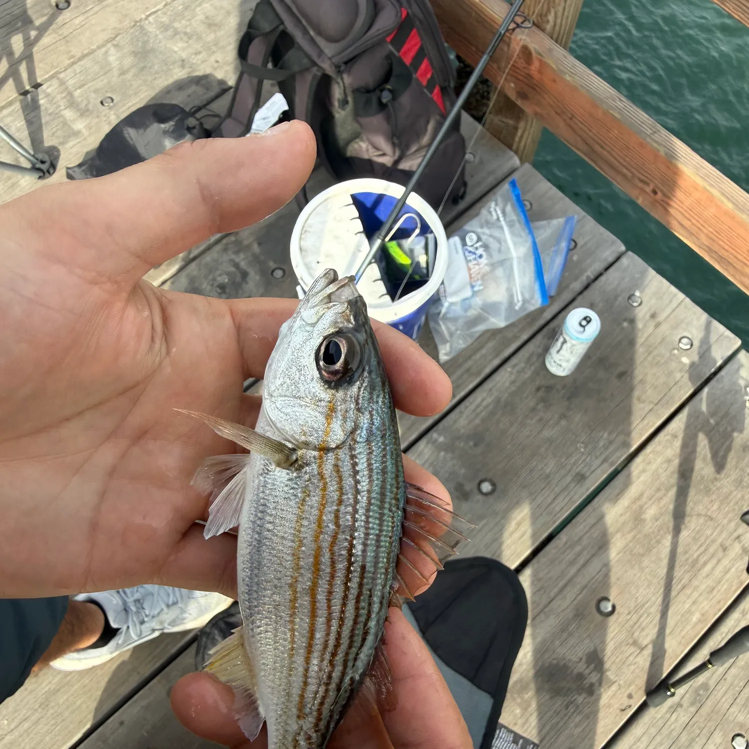 The most recent Californian salema catches on Fishbrain