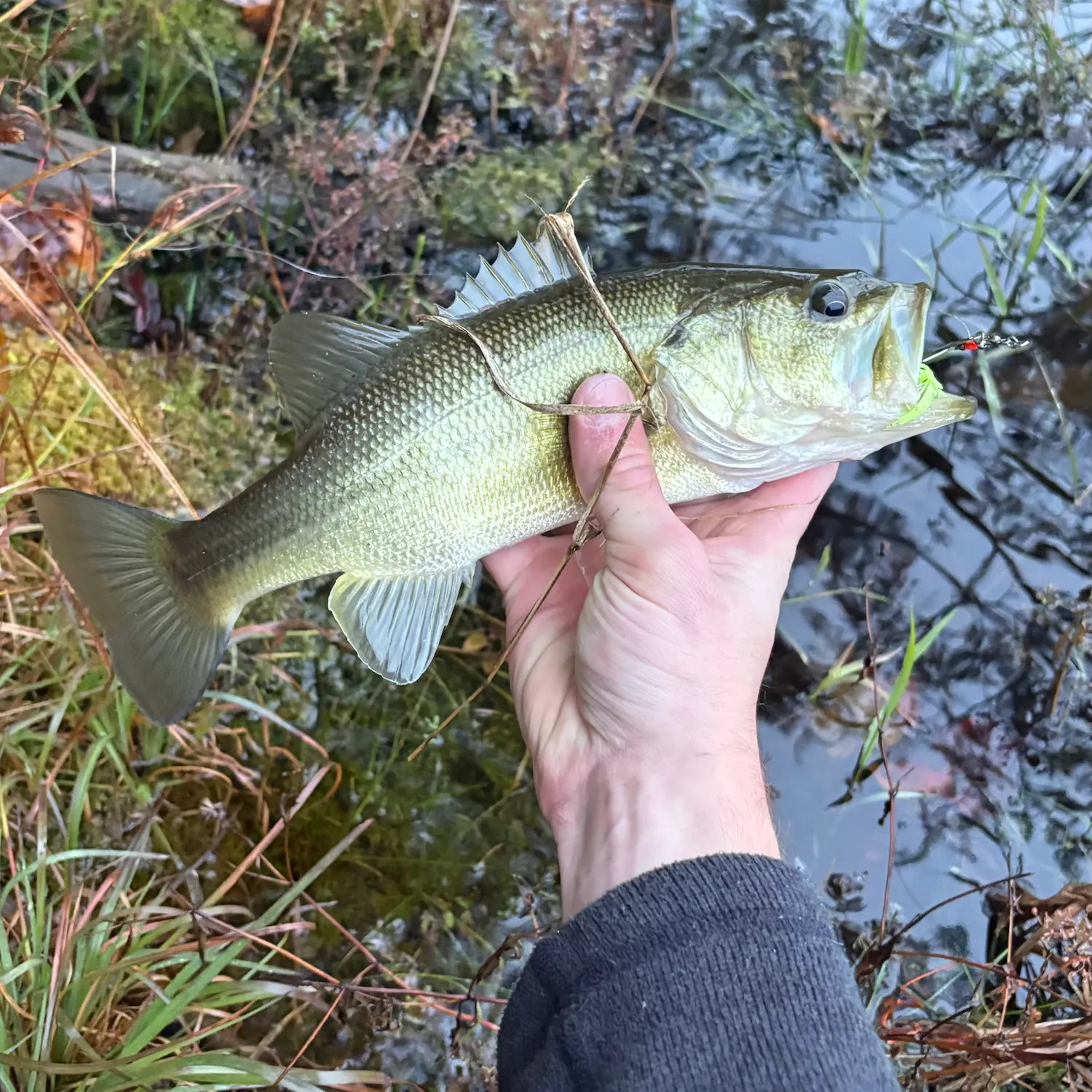 Largemouth bass caught on Fishbrain