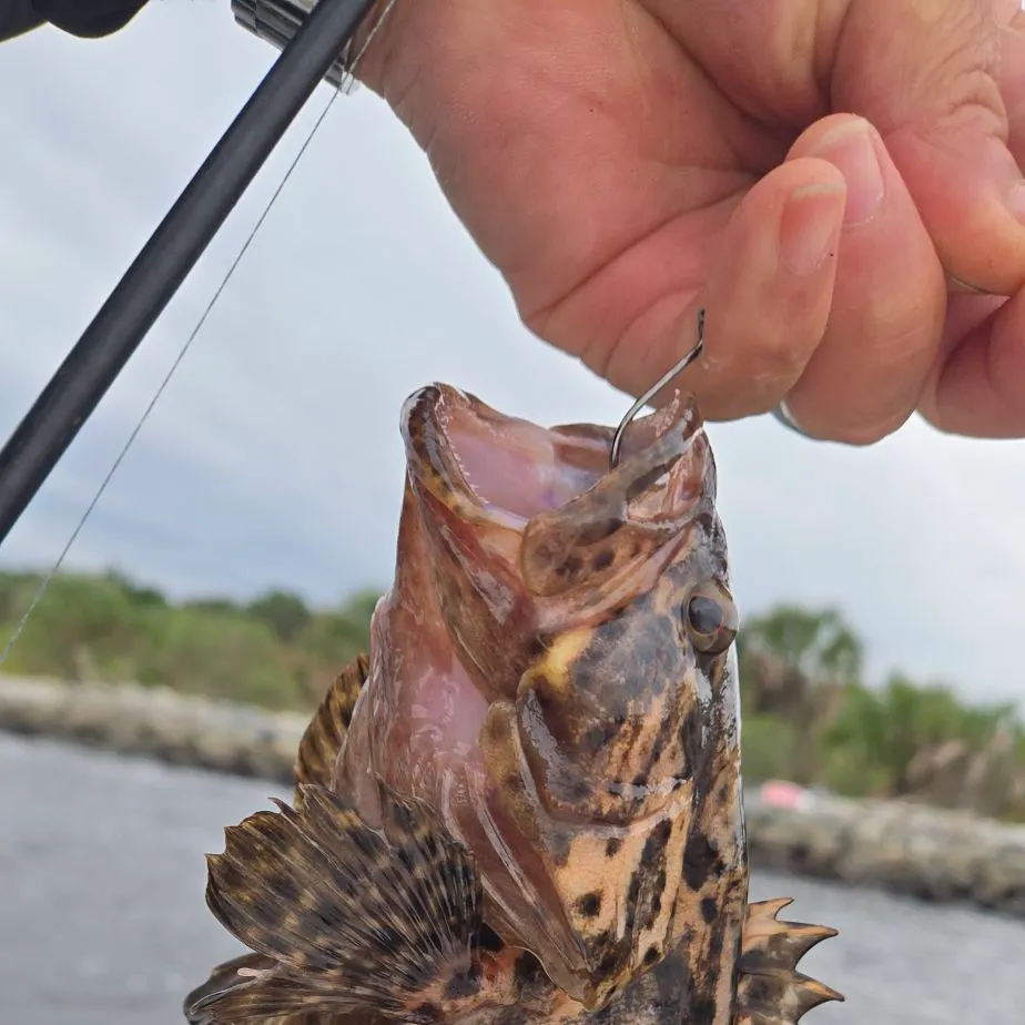 The most recent Atlantic goliath grouper catches on Fishbrain