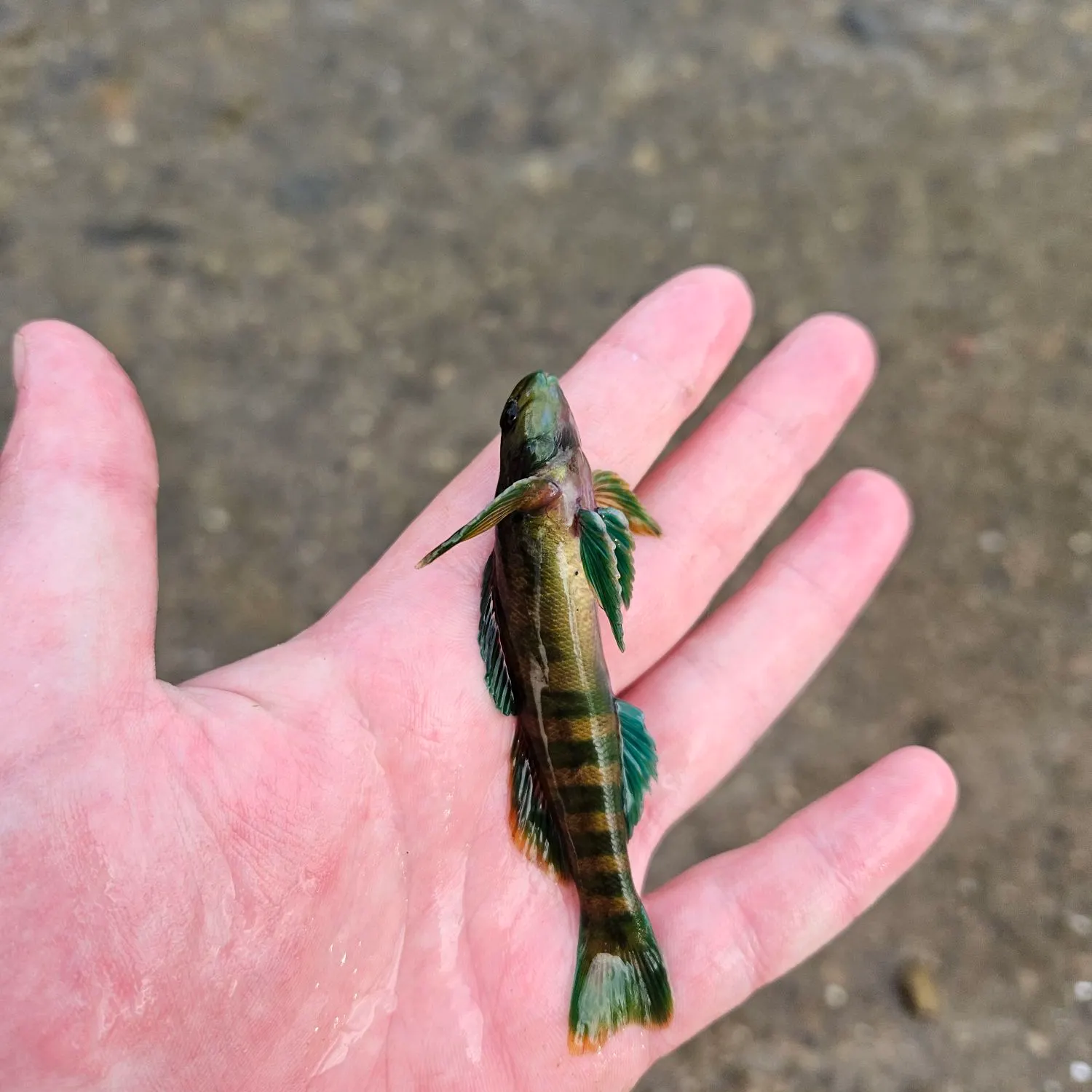 The most popular recent Greenside darter catch on Fishbrain