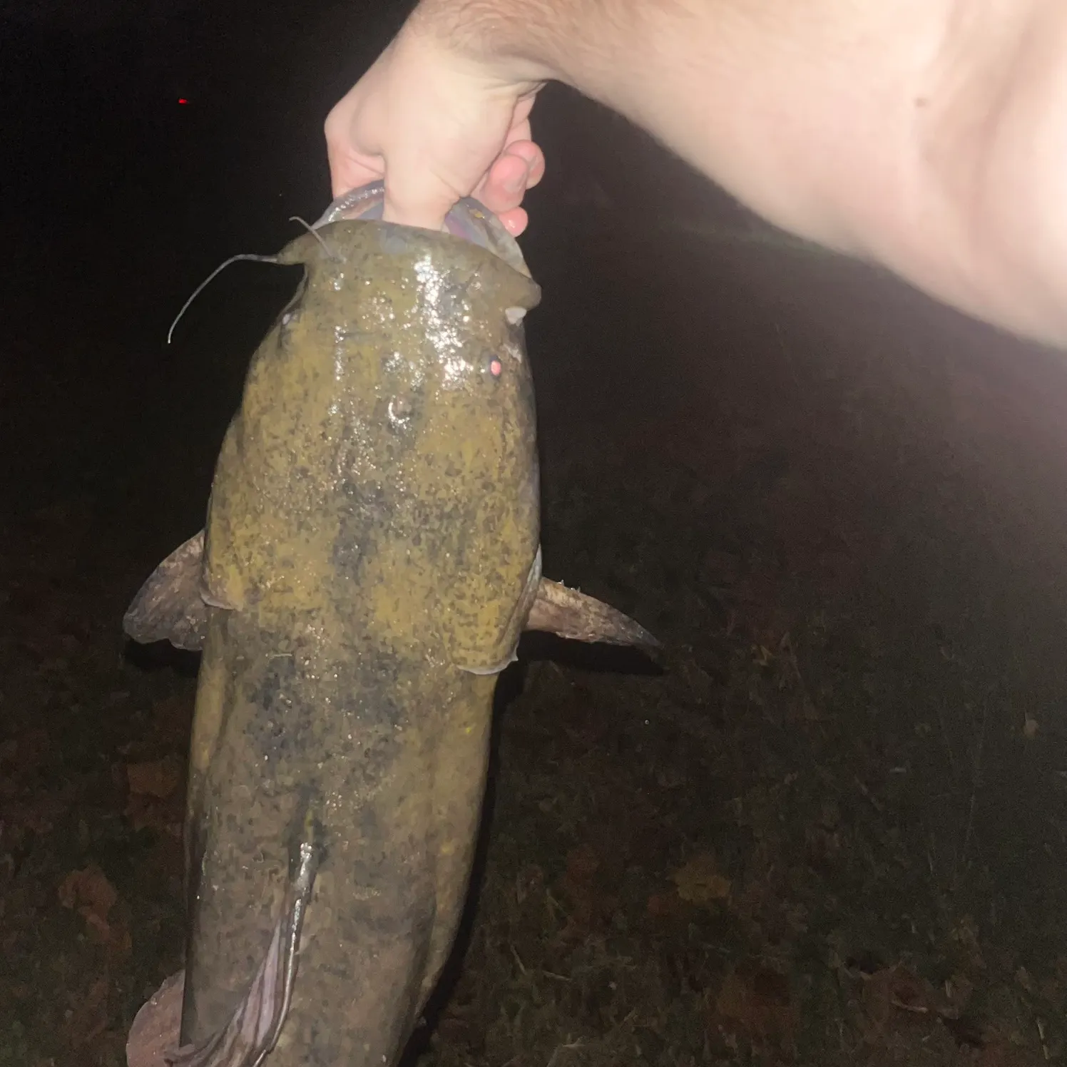 Flathead catfish caught on Fishbrain
