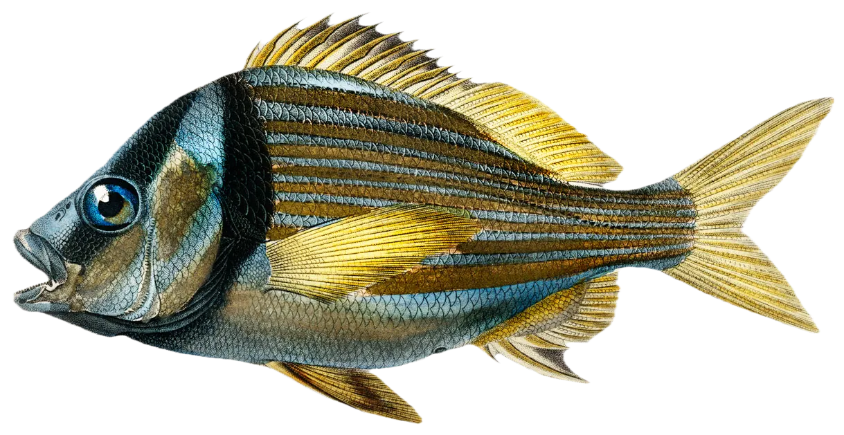 Atlantic porkfish