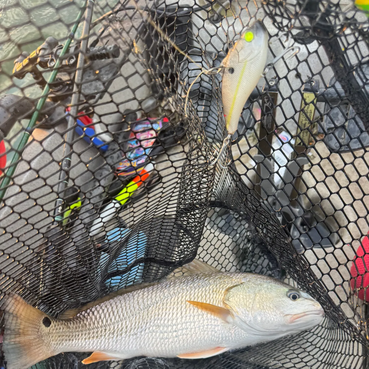 Red drum caught on Fishbrain