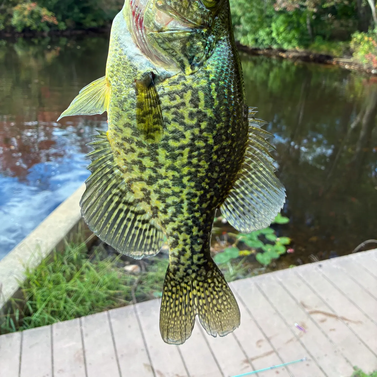Black crappie caught on Fishbrain