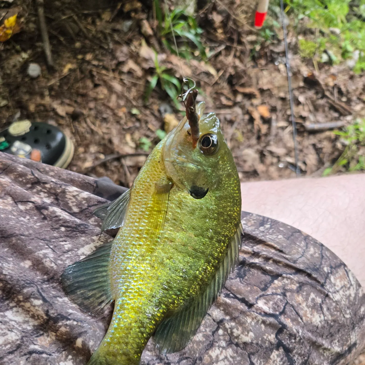 Bluegill caught on Fishbrain