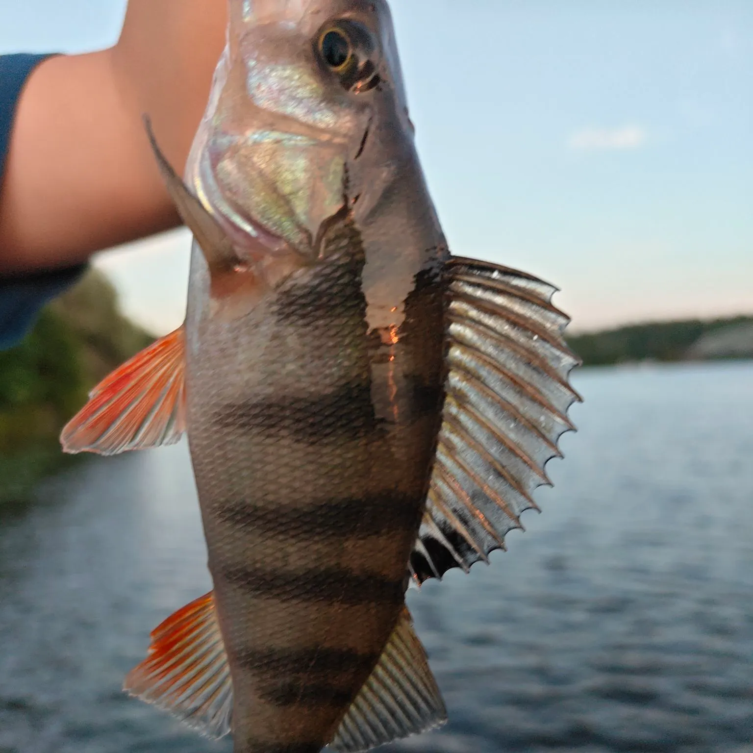 European perch caught on Fishbrain