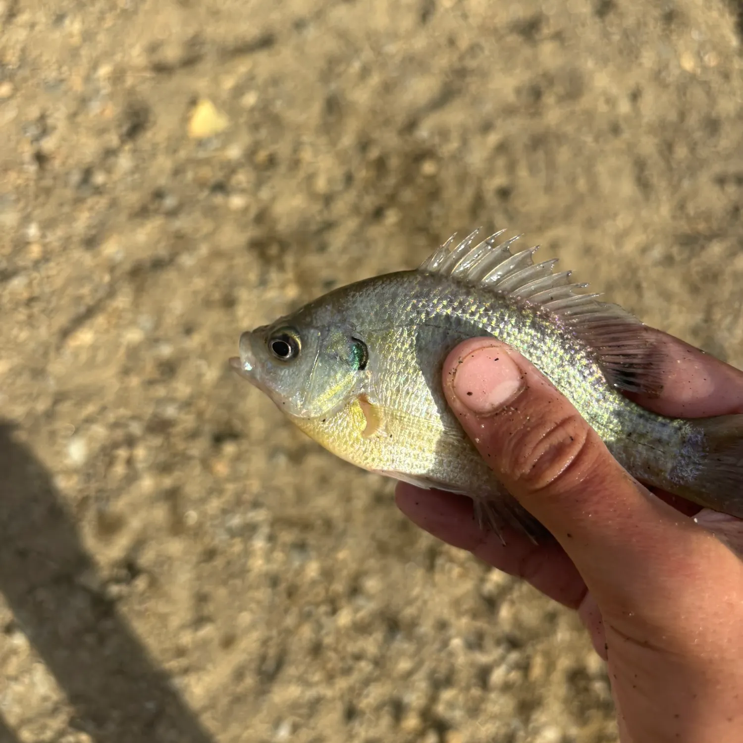 Bluegill caught on Fishbrain
