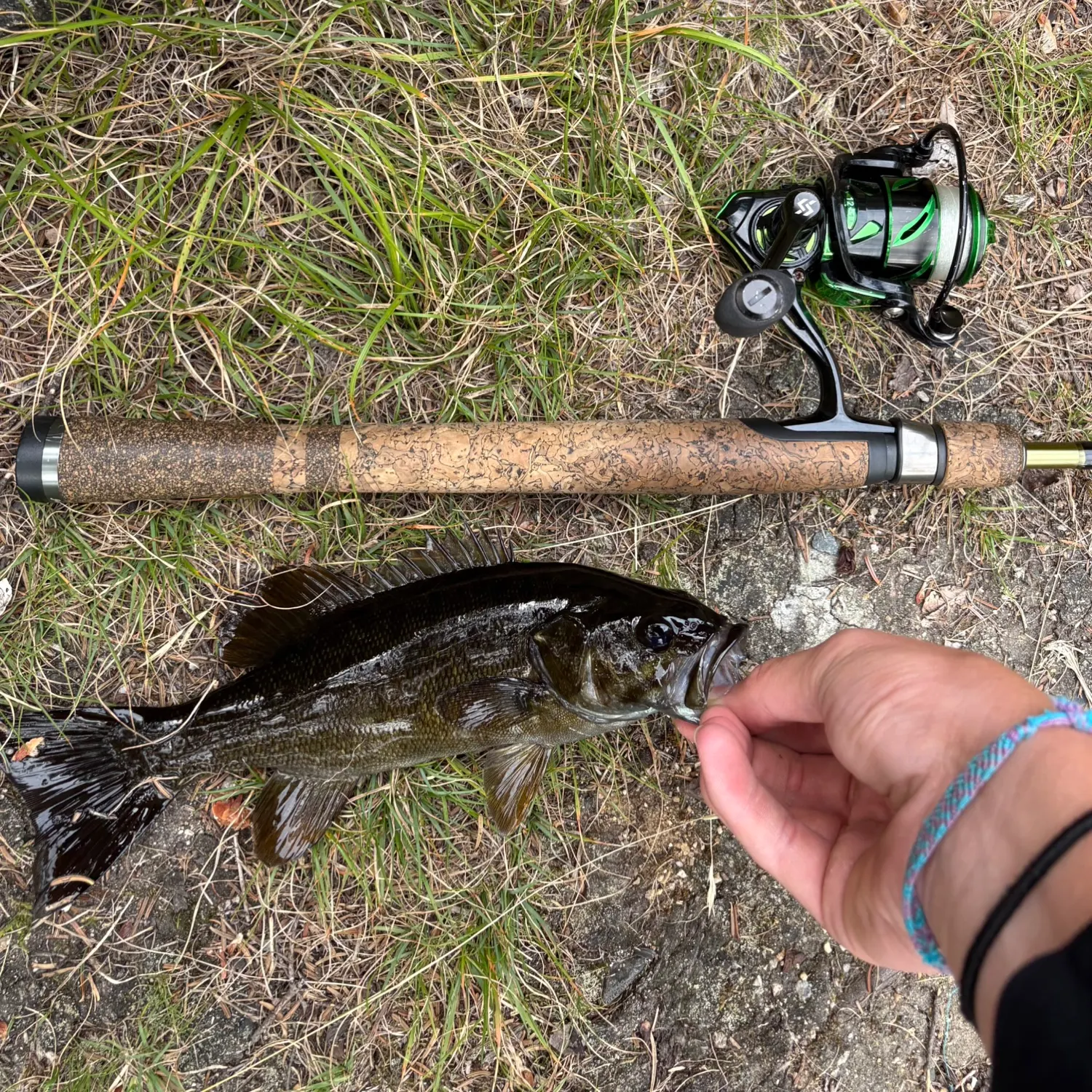 Smallmouth bass caught on Fishbrain
