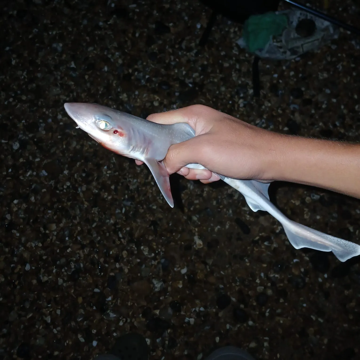 The most recent Starry smooth-hound catches on Fishbrain