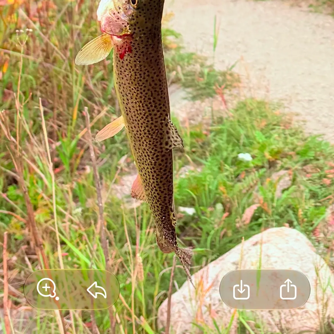 Cutthroat trout caught on Fishbrain