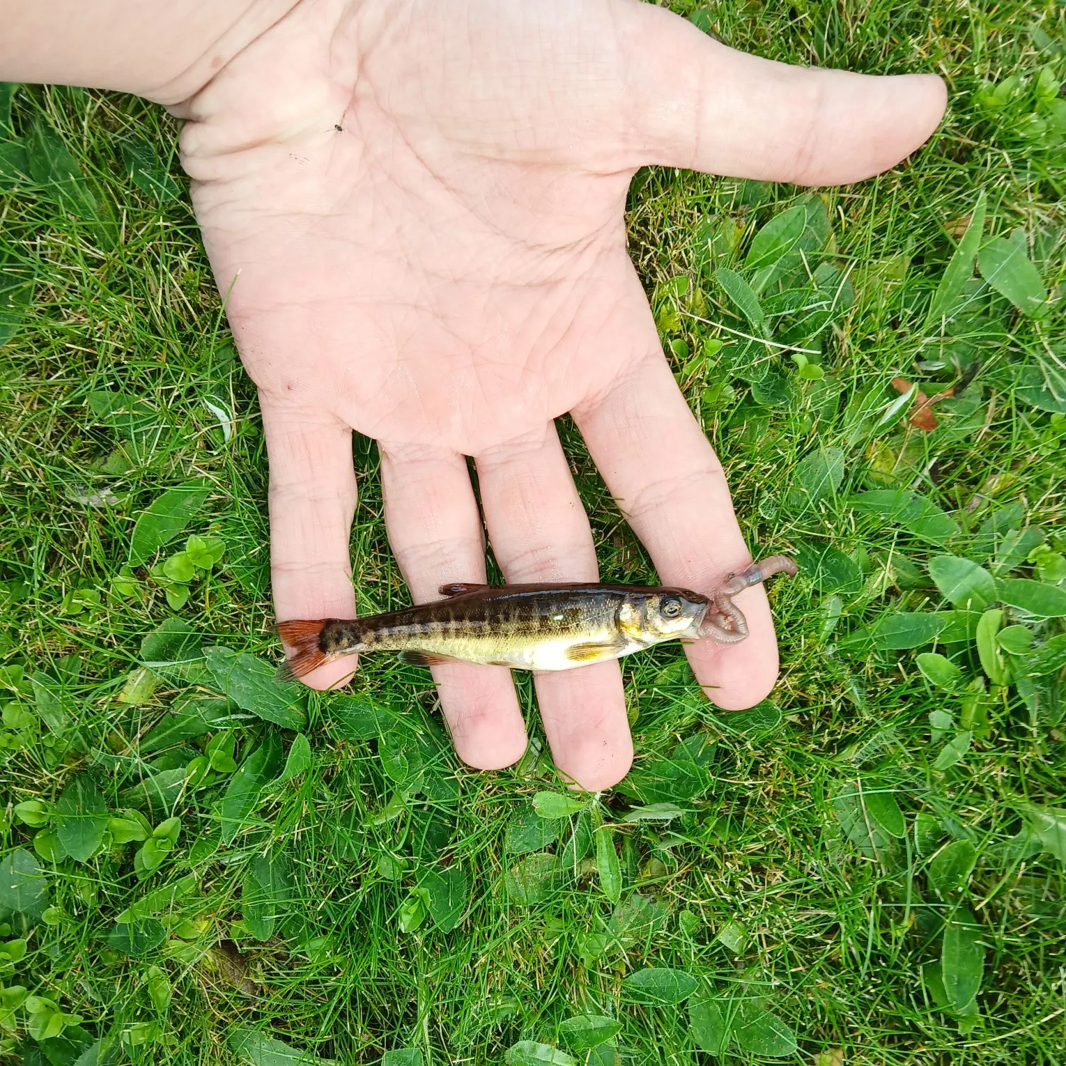 The most recent Eurasian minnow catches on Fishbrain