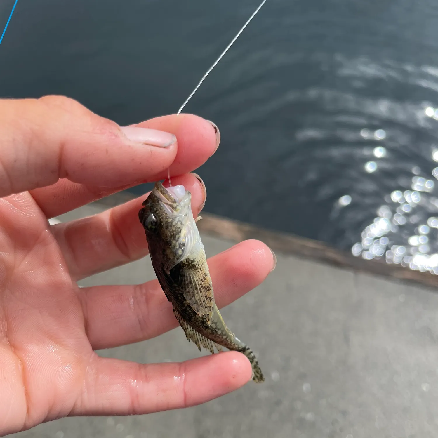The most recent Brown Irish lord catches on Fishbrain