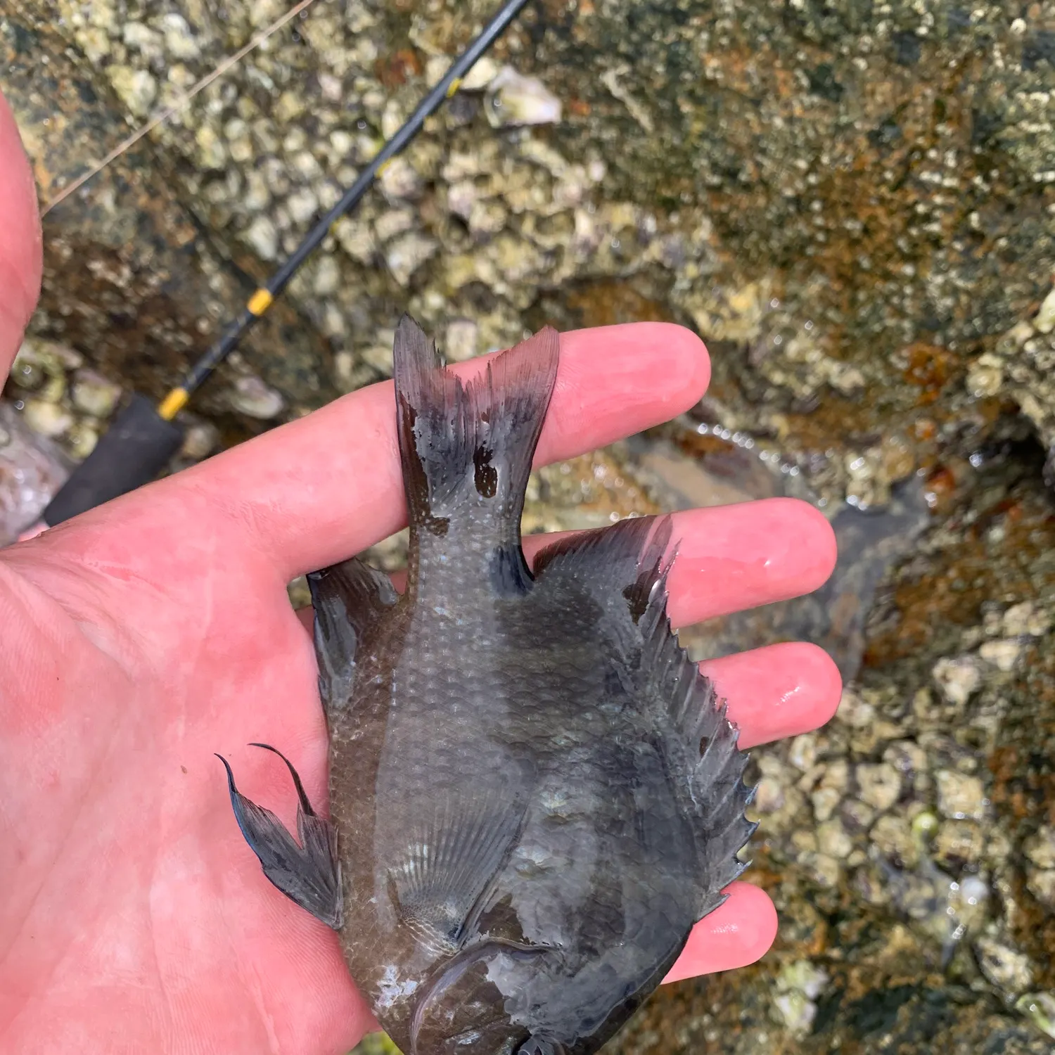 The most recent Bowtie damselfish catches on Fishbrain