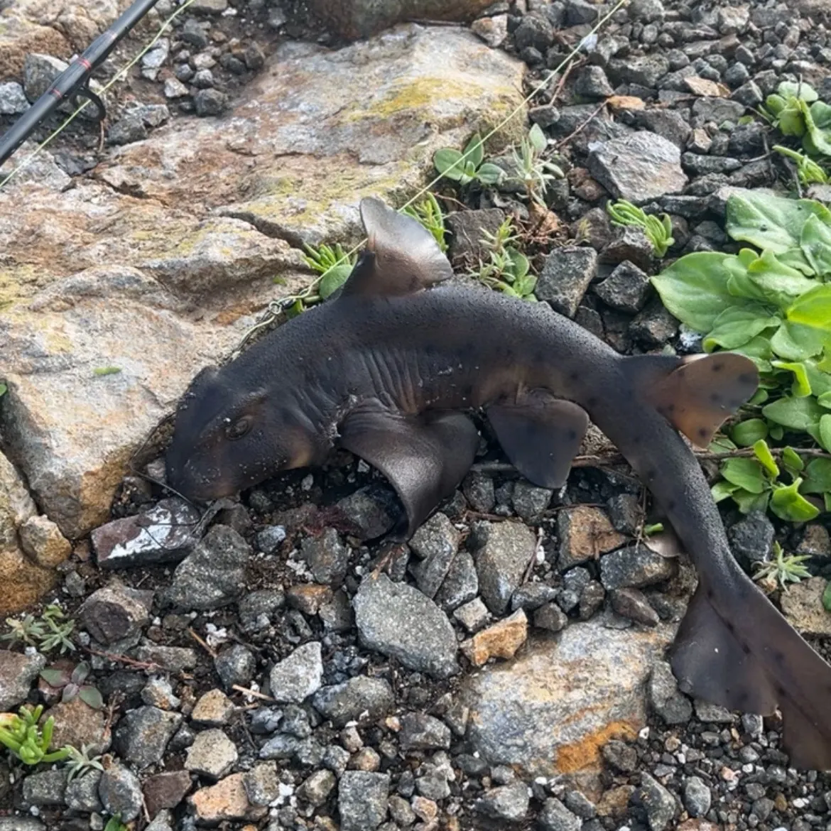 The most recent Horn shark catches on Fishbrain
