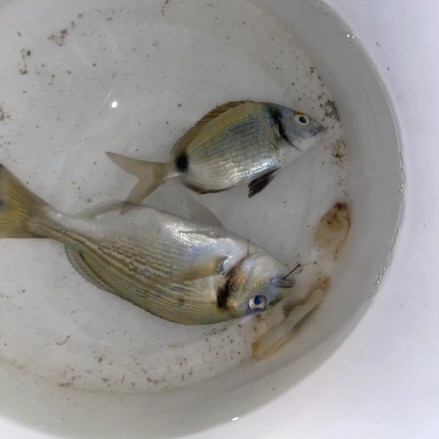 Gilthead seabream caught on Fishbrain